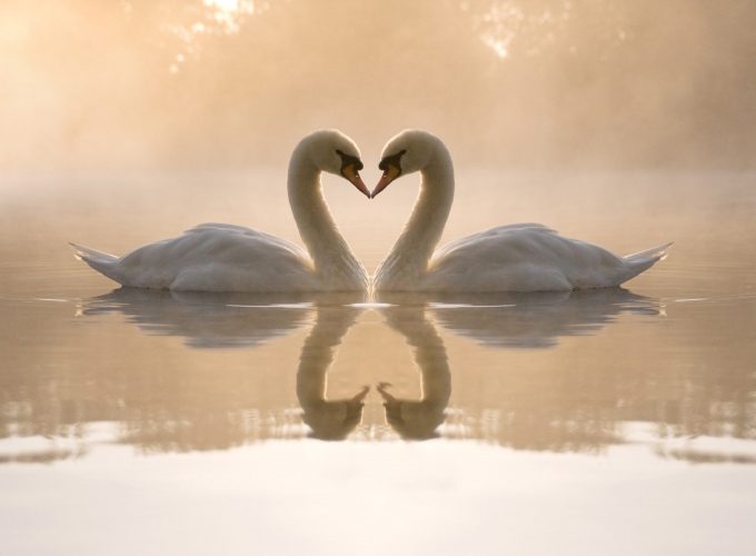 Stock Images love image, swan, couple, lake, 4k, Stock Images 6473413376